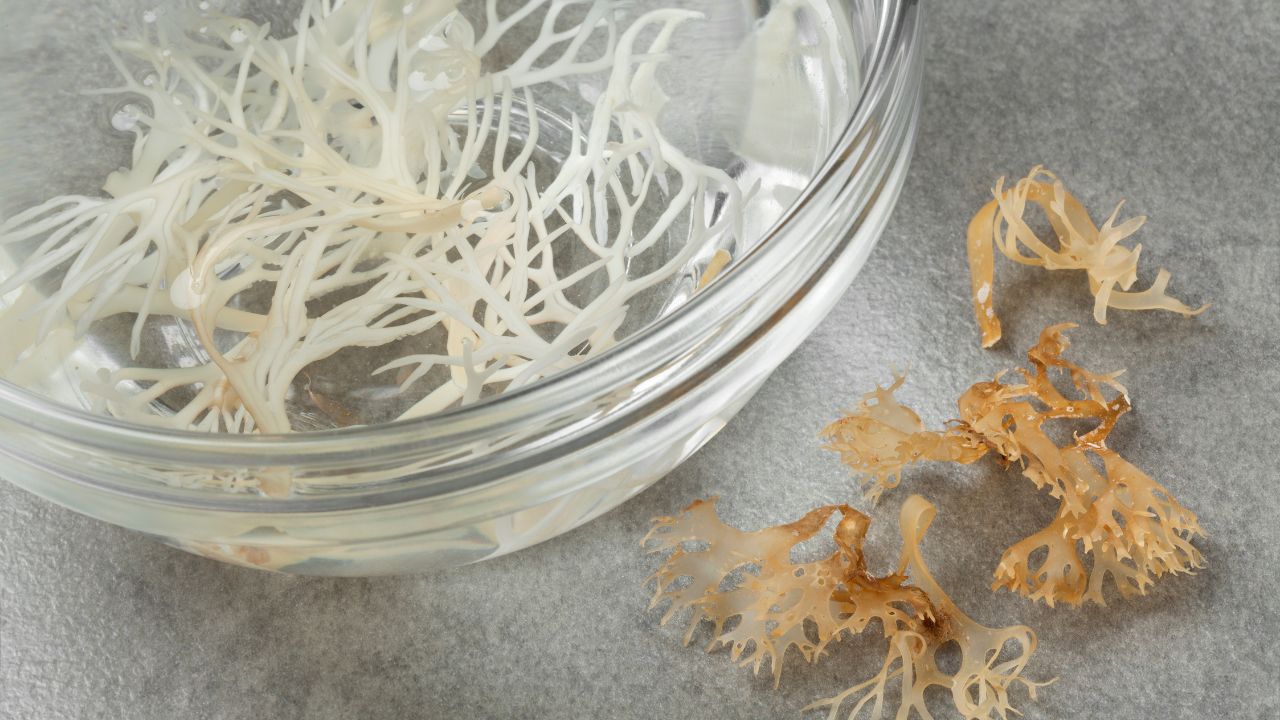 What is Sea Moss